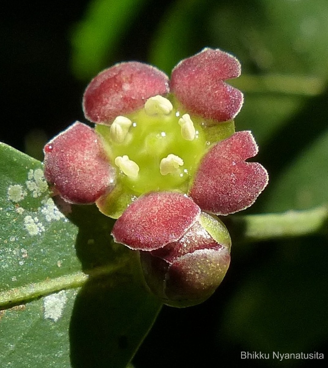 Euonymus walkeri Wight